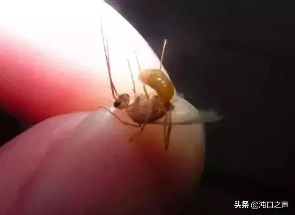 武汉家白蚁防治方法,如何预防白蚁消灭白蚁