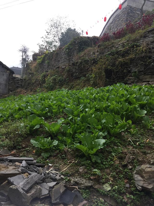 早岗古苗寨,早岗苗寨2008年照片