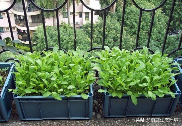 四月份适合在阳台上种植的蔬菜,阳台上种植营养液体蔬菜