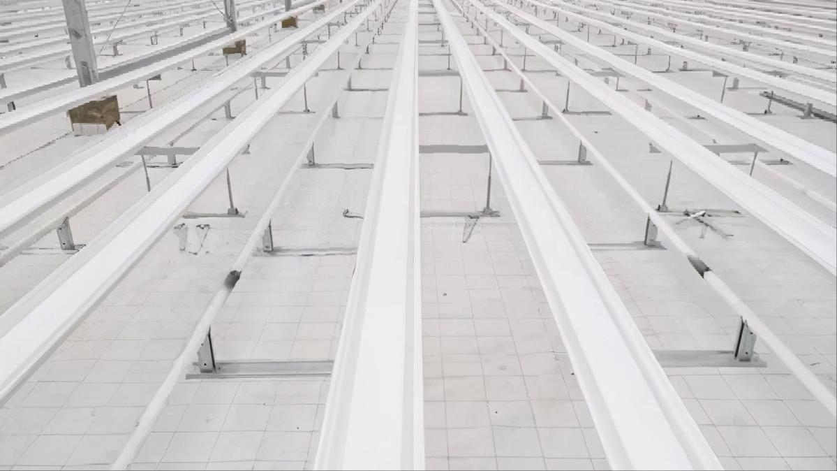 智能化玫瑰种植大棚,3000亩超大阳光玫瑰种植基地