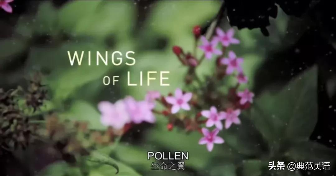 适合学习英语的双语纪录片,适合初中生看的英语纪录片