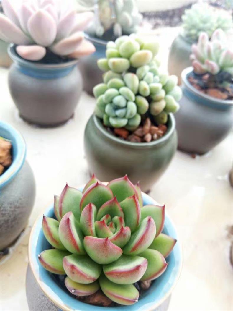 多肉万重山怎样养开花,多肉天台露养视频