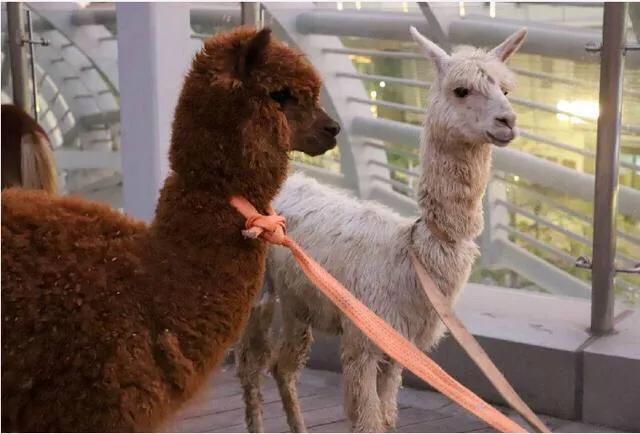 深圳十大暑假室内必去景点,深圳暑假值得带孩子旅游的地方