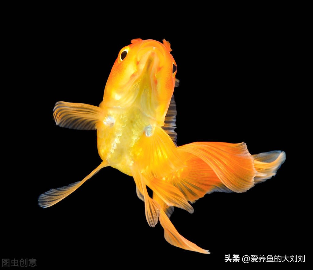 鱼在鱼缸里不喂它能活多长时间,小鱼在鱼缸里不喂食能活多少天