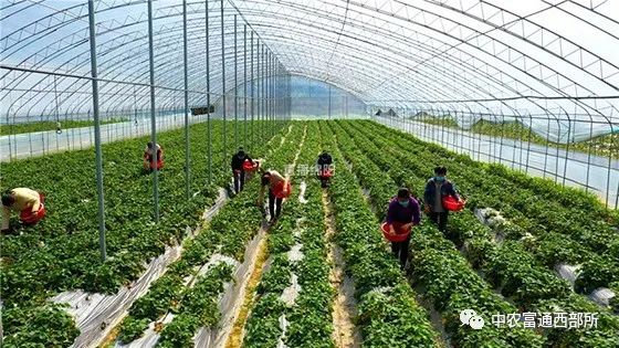 四川乡村振兴有哪些镇,绵阳乡村振兴重点县有哪些