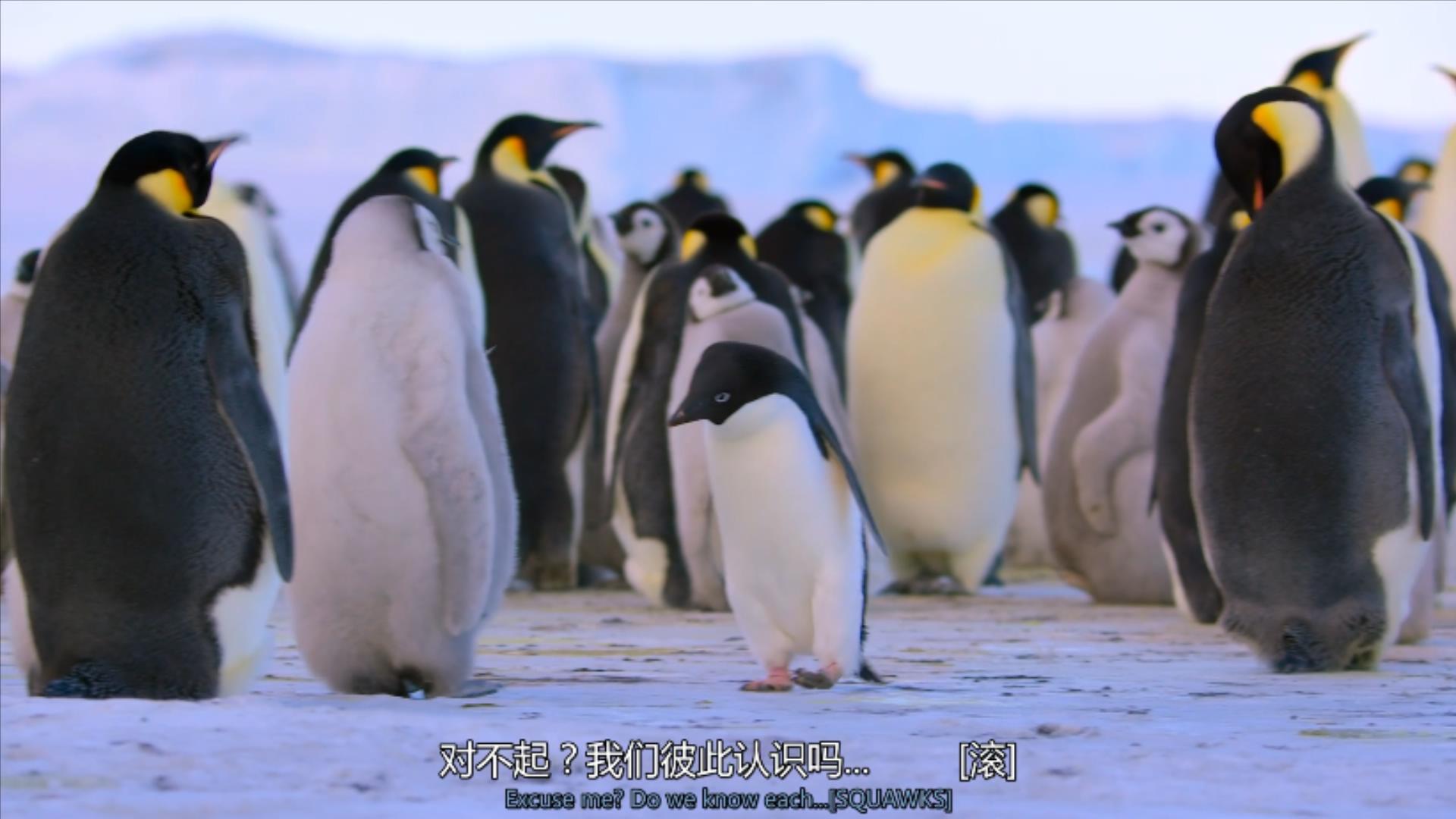 大过年的,被这些小萌萌给笑掉了头