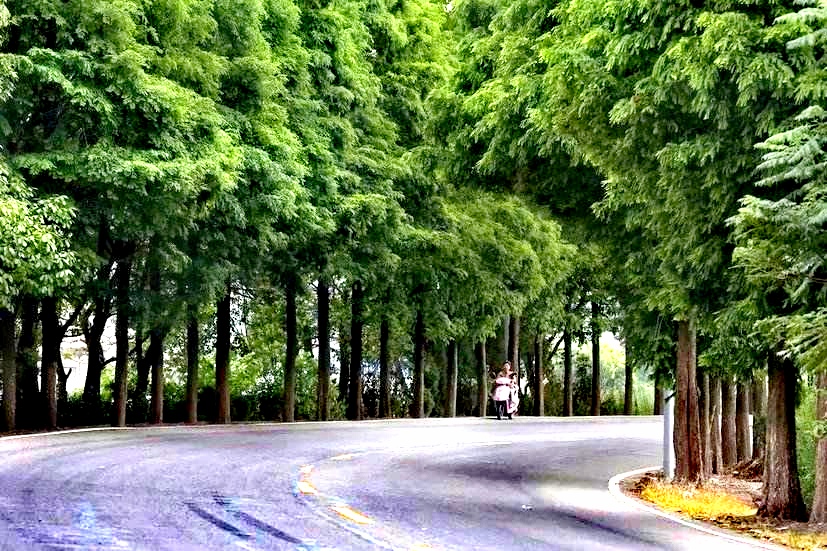 湖北恩施水杉在哪里,恩施水杉公园