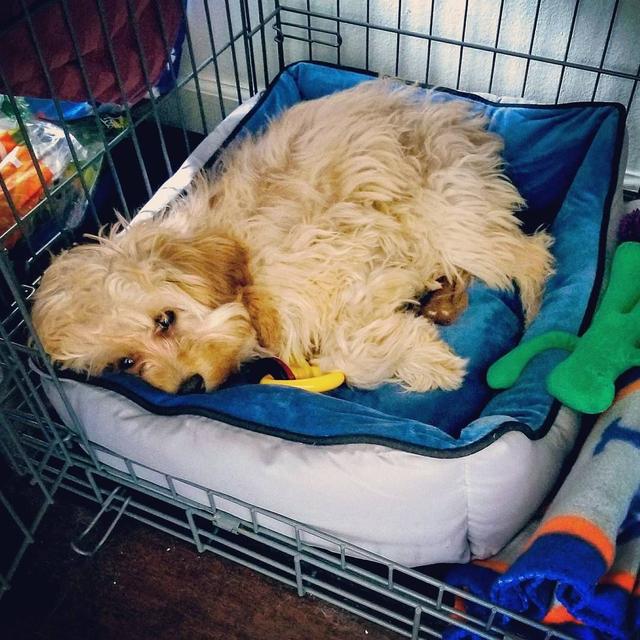 小狗晚上叫不停吵得家人没法睡,小狗晚上关笼子叫个不停怎样训练