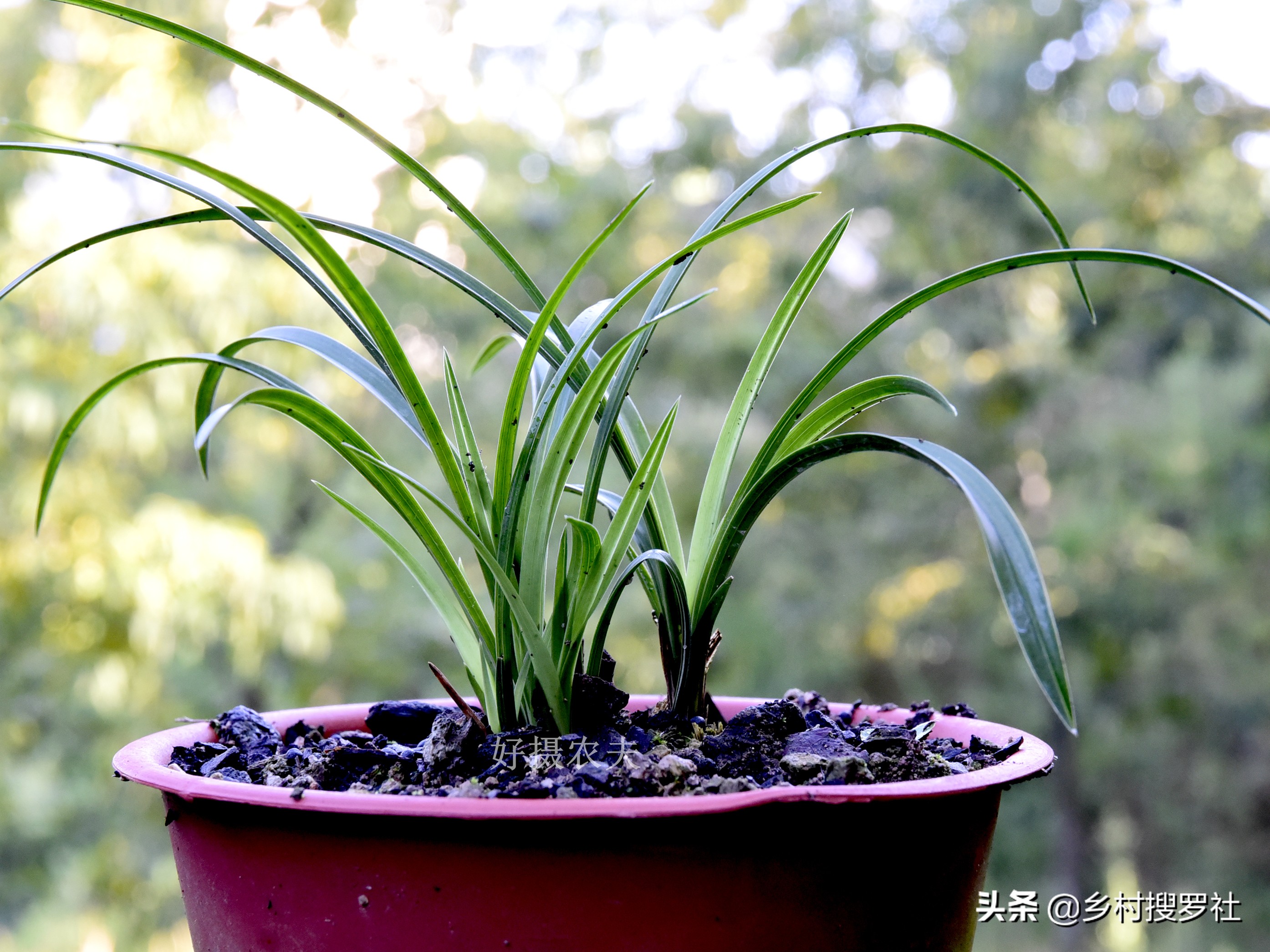 兰花得了炭疽病怎么治,兰花得了炭疽病怎么办