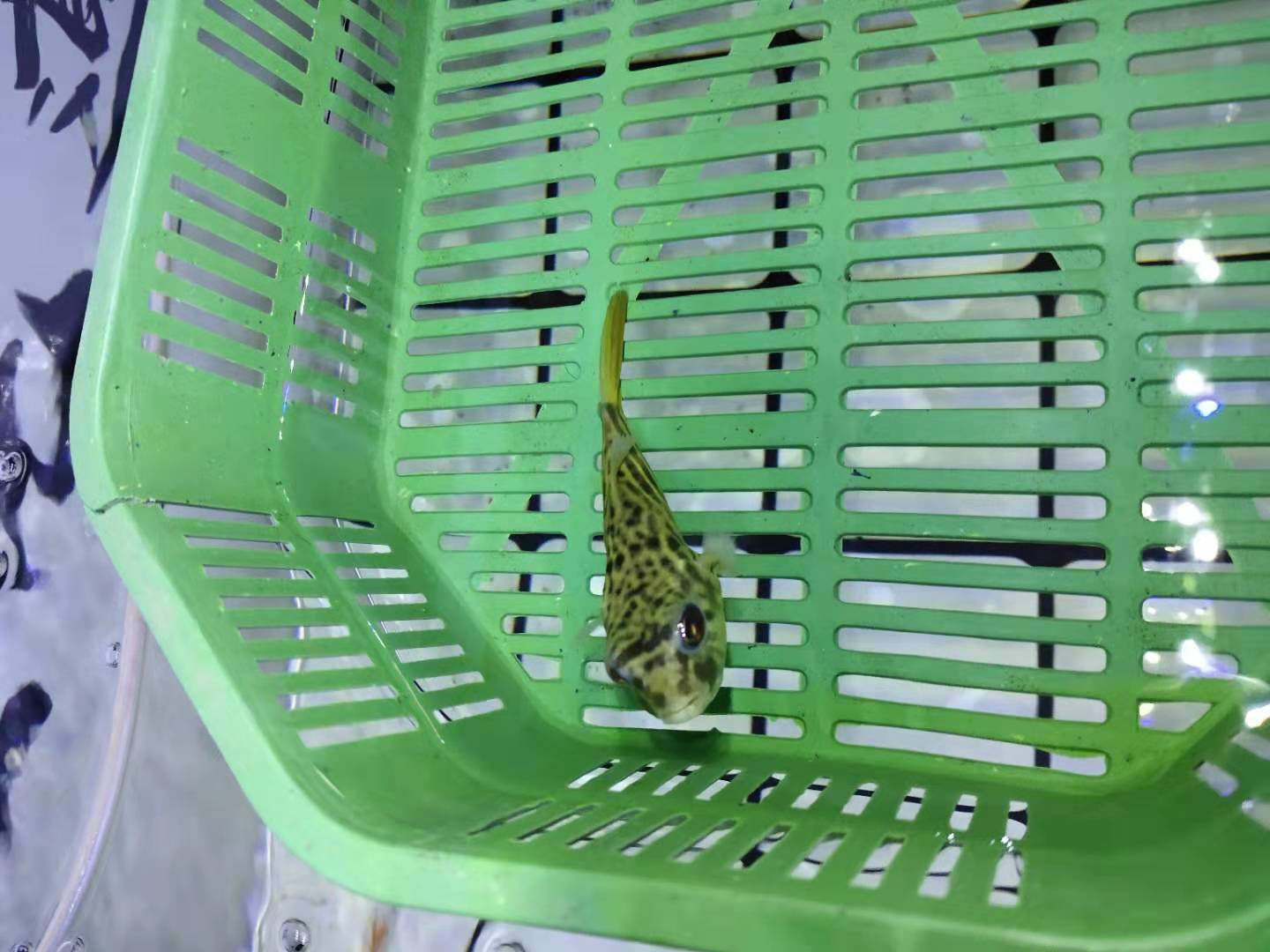 小鱼缸可以养小型观赏鱼吗,鱼缸耐活好养的小型观赏鱼