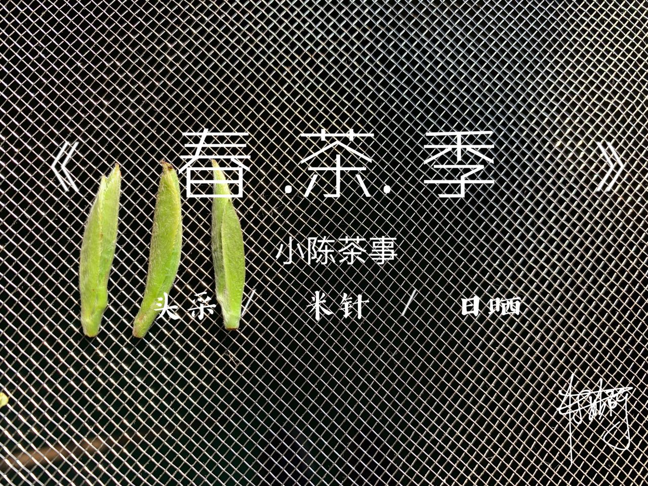 必懂的20个茶叶冷知识,五点冷知识