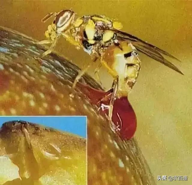 芒果果实蝇防治,芒果果实蝇虫害最佳防治方法