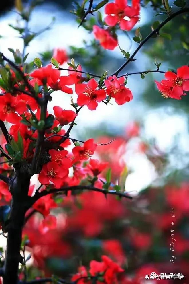 南京市回民小学,南京回民小学