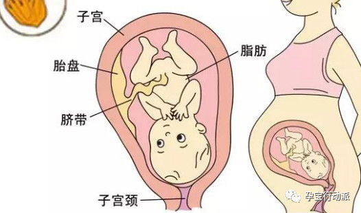 孕期周刊 第三十周
