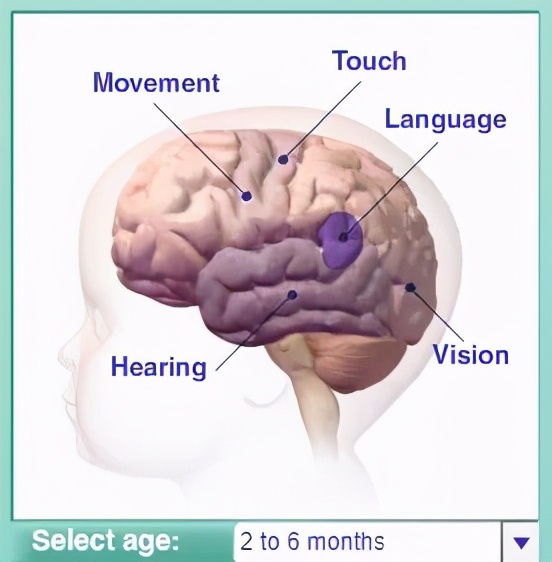 全脑开发早教好吗,早教和全脑开发的区别