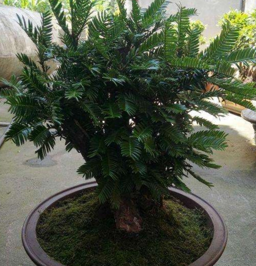 家里的红豆杉怎么栽培,家里院子种红豆杉的方法