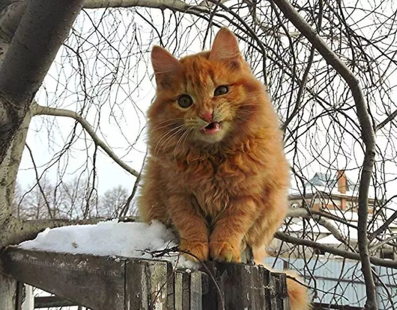 看看俄罗斯猫有多彪悍，徒手斗狗熊，单脚撕野狼！你是大佬我服了