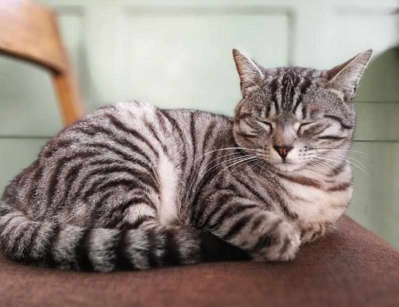 新手养猫省钱攻略教程,新手零基础养猫攻略