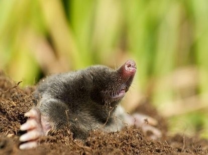 山海经都有哪些动物被证实存在,如果山海经的异兽真的存在