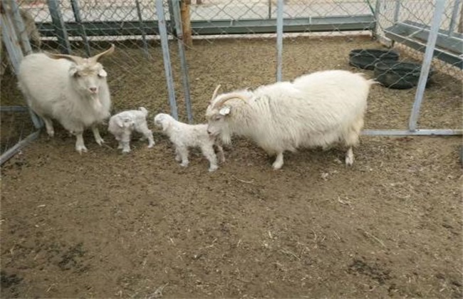 羔羊反刍时嘴角有白沫,羔羊口吐白沫怎么治疗