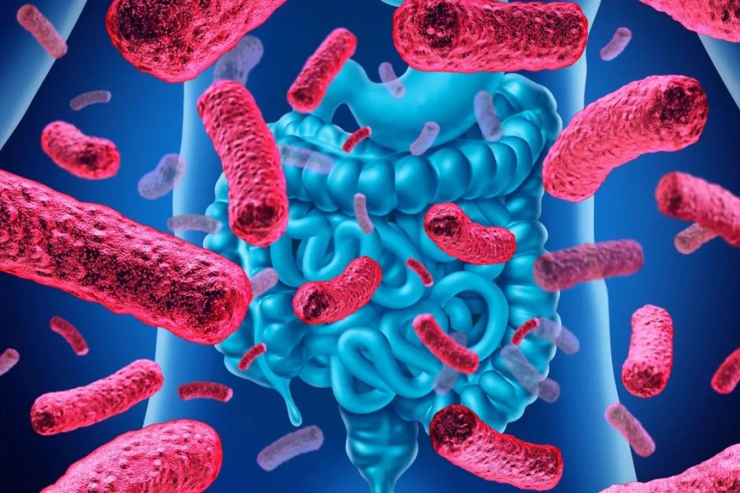 肠道菌群是如何影响食欲的,肠道菌群怎么影响大脑