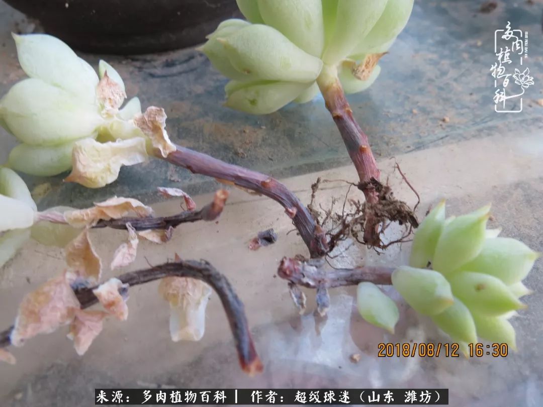 多肉黑茎咋办,多肉黑菌