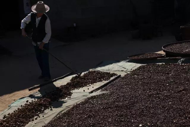 都说茶油好,但茶油的惊人作用,兴宁人知道吗?