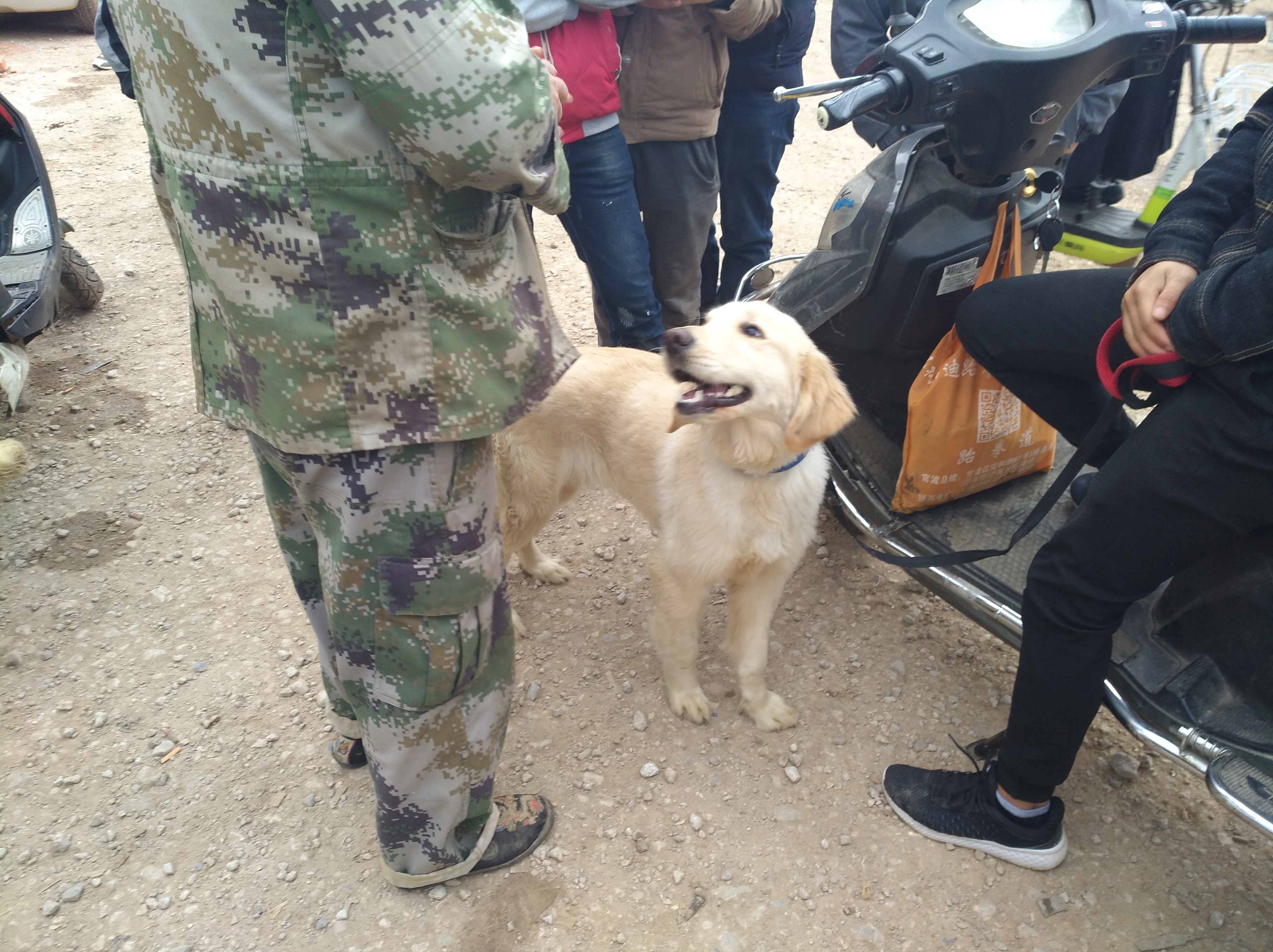 附近金毛出售近期,金毛出售1500元