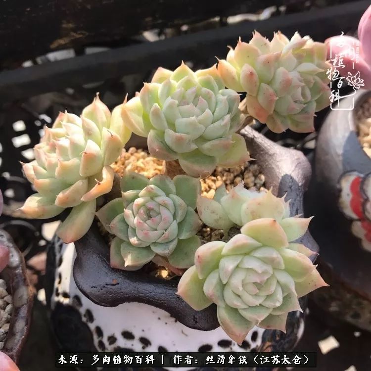 秋叶将落,秋叶即将落下你依然美丽