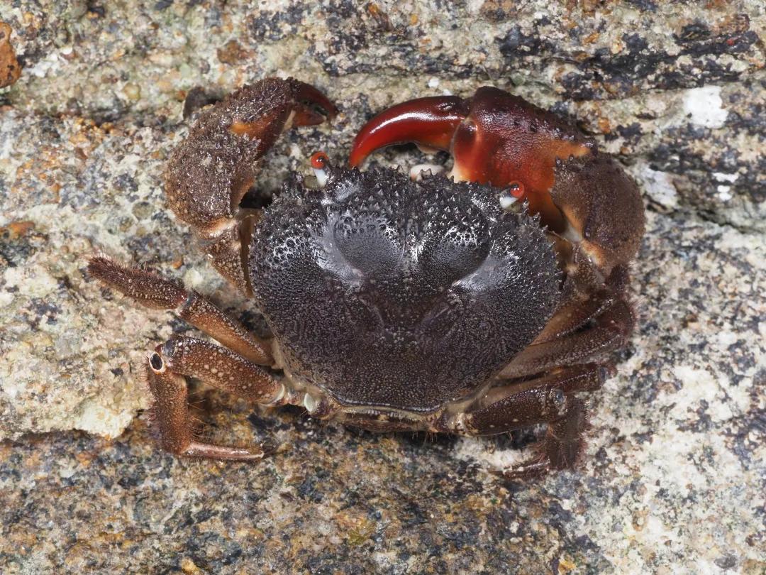 吃螃蟹会有寄生虫进入大脑吗,吃螃蟹会造成病毒感染吗