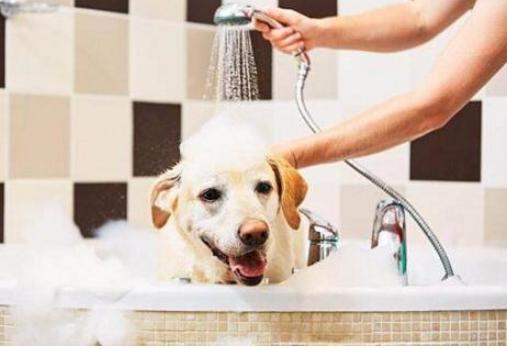 狗狗不爱洗澡怎么解决,狗狗死活不愿意起床