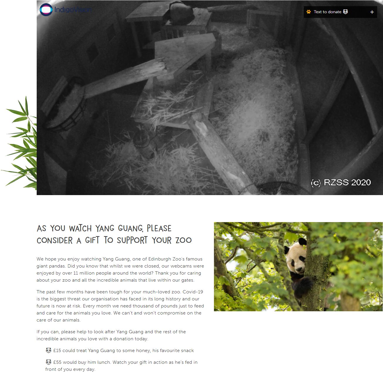 英国有领养大熊猫的资格,英国爱丁堡动物园即将归还大熊猫