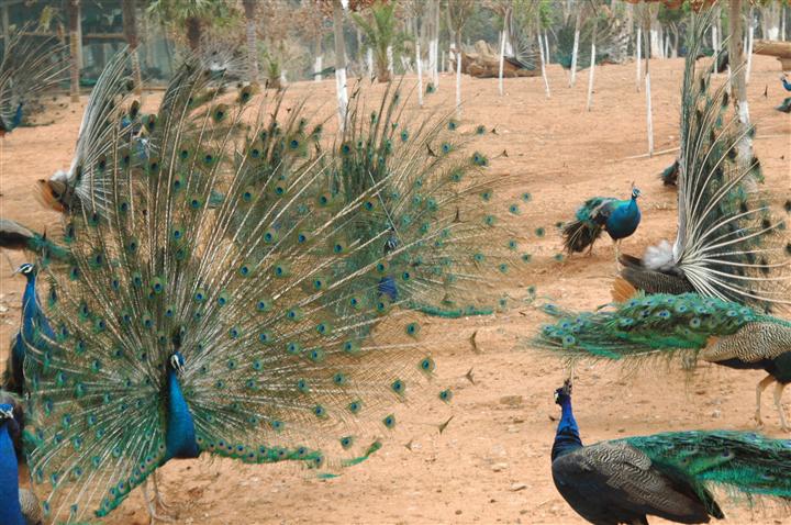 饲养孔雀赚钱,孔雀可以怎么挣钱
