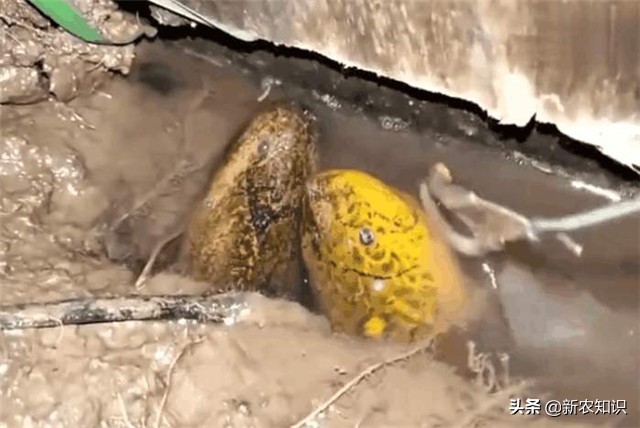 黄鳝养殖技术稻田黄鳝养殖方法,稻田养黄鳝耕地期会伤害黄鳝吗