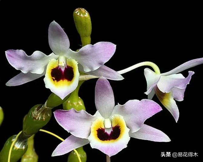 叠鞘石斛与铁皮石斛的区别,肿节石斛和大苞鞘石斛的不同