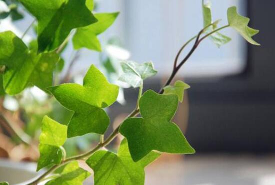 常春藤烂根移盆,常春藤枯萎的补救办法