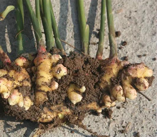 生姜种植技术中如何取出老姜,生姜采收后适合种植什么