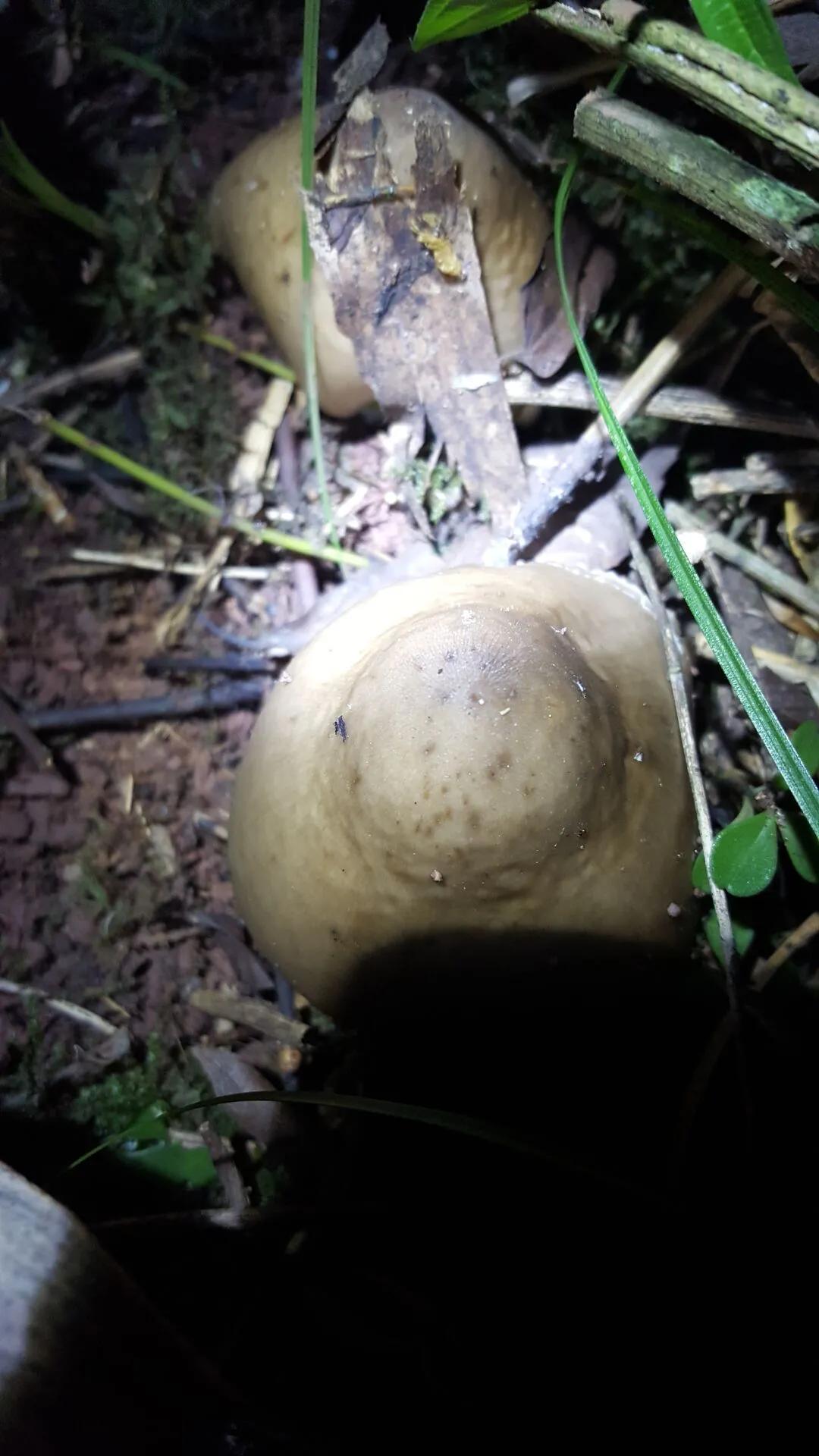 鸡枞菌菇,野生鸡枞
