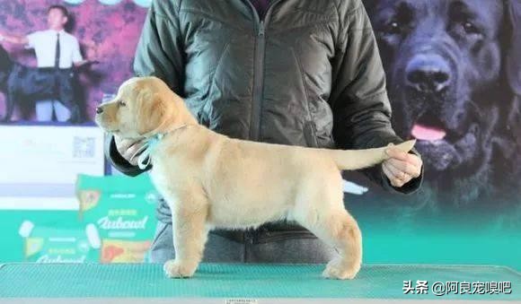 怎么选一条好的拉布拉多犬,如何挑选一只性格好的拉布拉多犬
