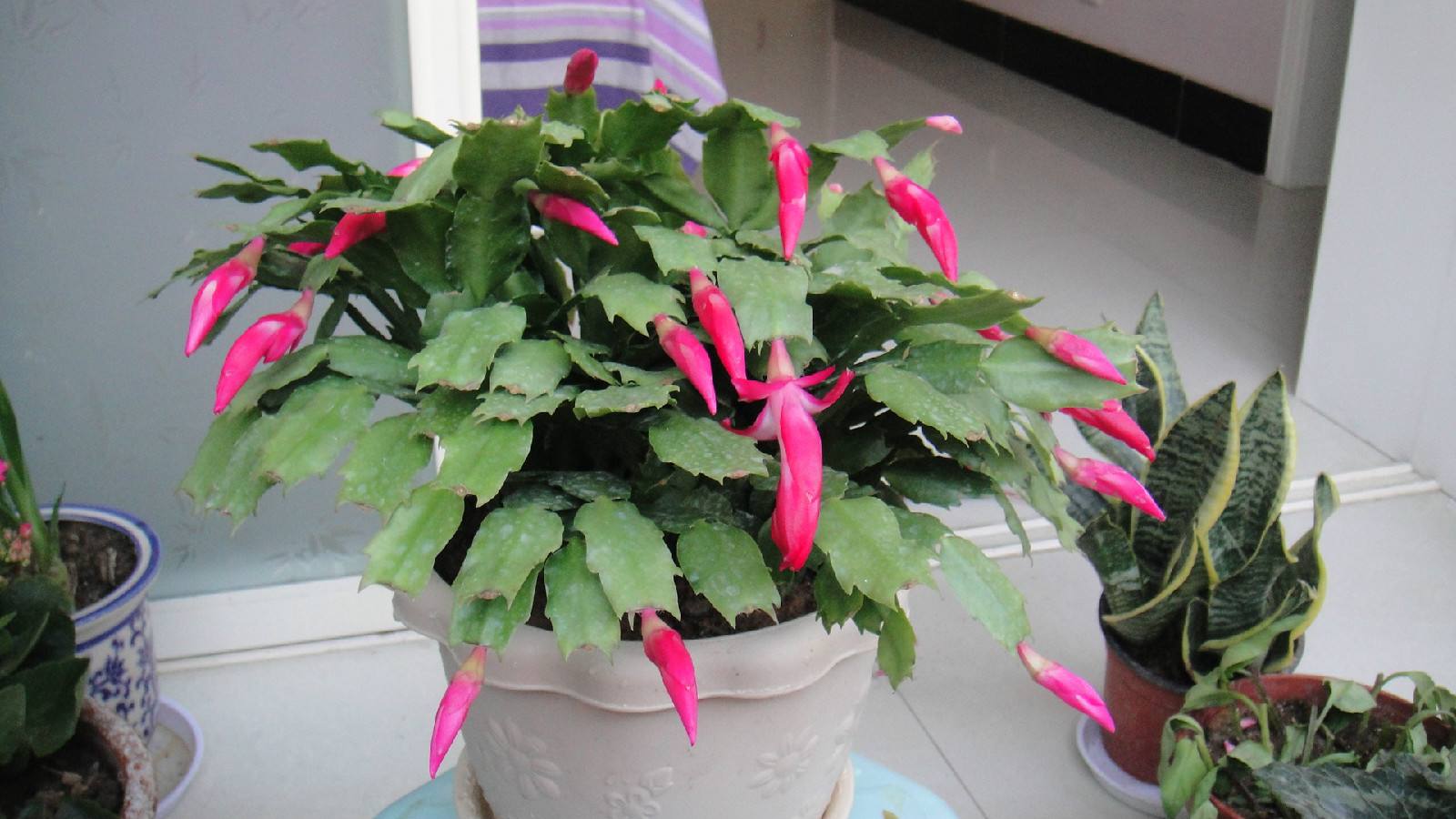 蟹爪兰开花后怎么处理教程,蟹爪兰快开花了能浇营养液吗