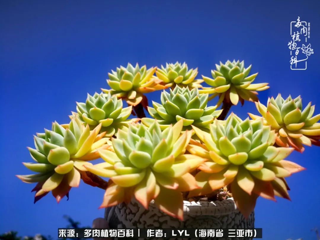 开挂区养多肉,非开挂区怎么把多肉养出状态