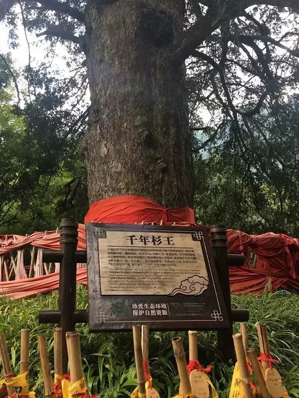 神农架大九湖最美雪景,神农架神农顶大九湖