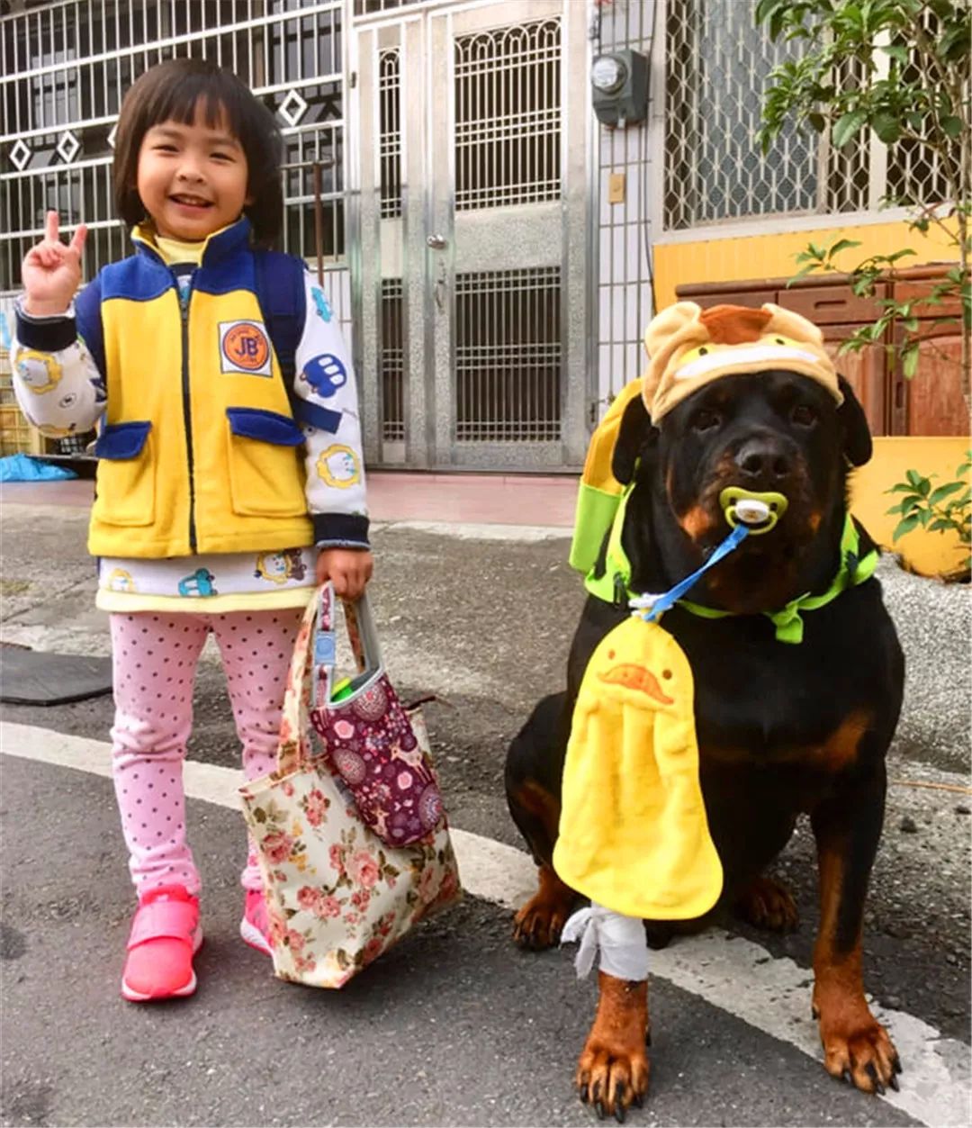 罗威纳想陪小主人上幼儿园，因太重被司机拒载，无奈看着校车远去