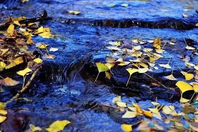 温州银杏哪里最美,温州秋冬的银杏树确实美