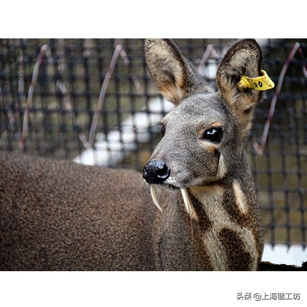 麝香酒为什么能钓鱼效果好,麝香粉和麝香酒哪个钓鱼好