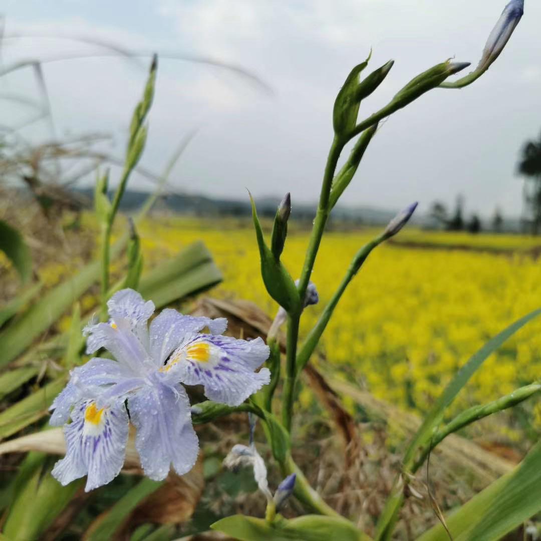 春林花多媚视频讲解,春林花多媚图片