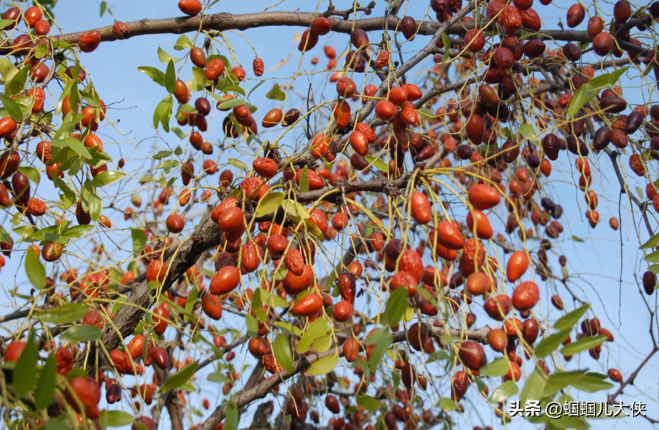 所有的新疆特产,旅游从新疆带的特产