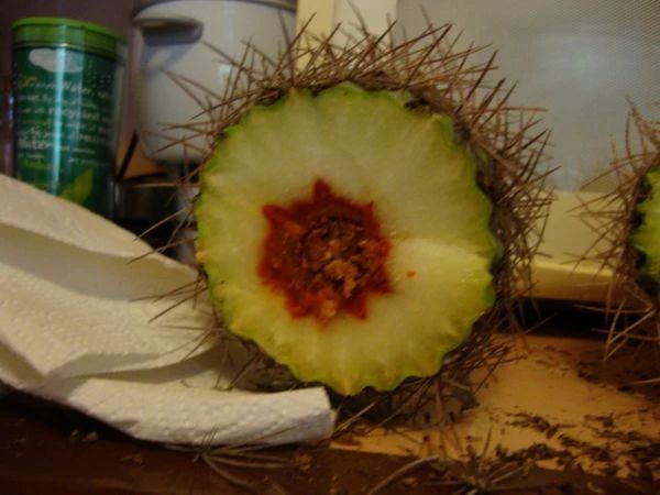 仙人掌的根烂了怎么补救视频,仙人掌类茎腐病的病原有哪些