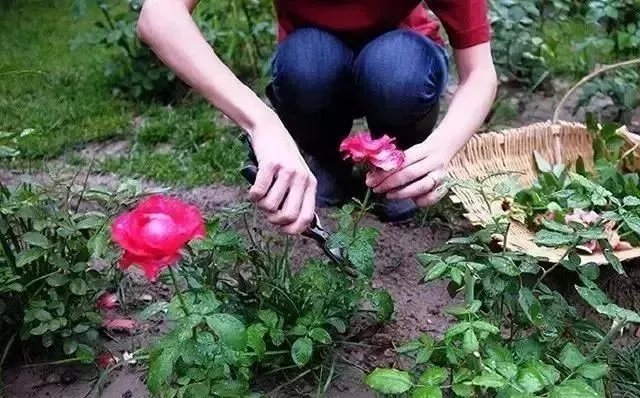 只要花点心思，破房子也能变成网红花店，这里明星都喜欢来打卡