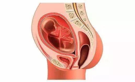 排卵期子宫内膜厚12mm易受孕吗,绝经半年子宫内膜厚度多厚正常